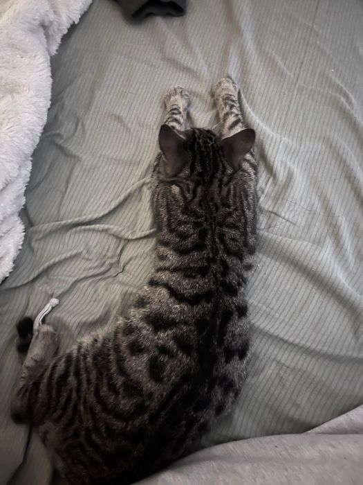 Котенок в добрые руки