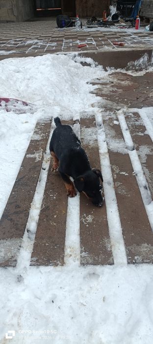 Ягтриер от рабочих собак