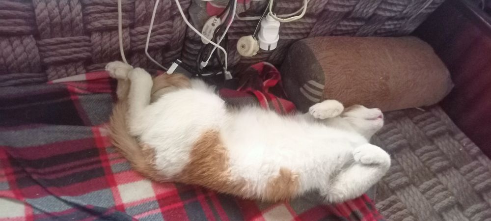 Потерялся котик молодой