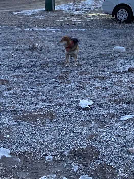 Бесплатно собака красивый