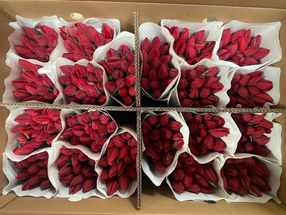 Тюльпаны оптом и в розницу