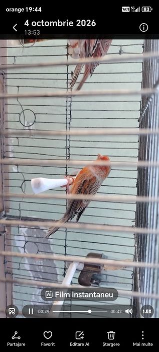 Canari de vînzare agat pe rosu
