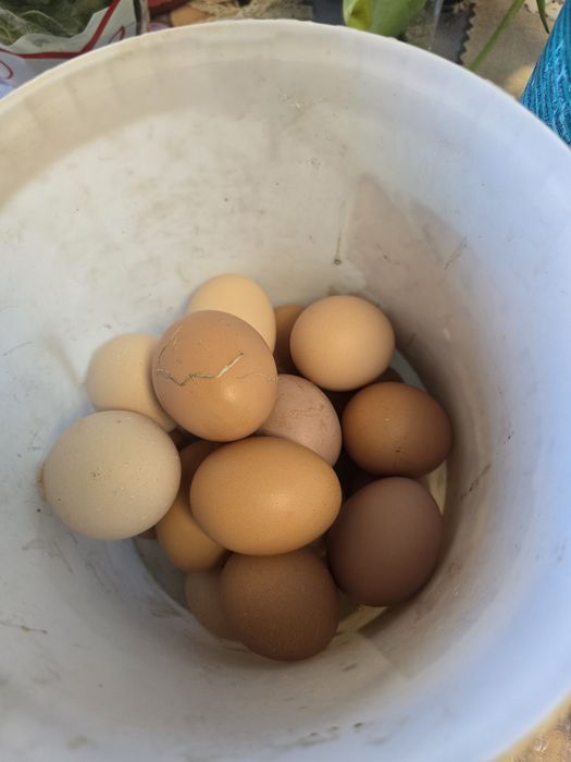 Oua proaspete de vânzare