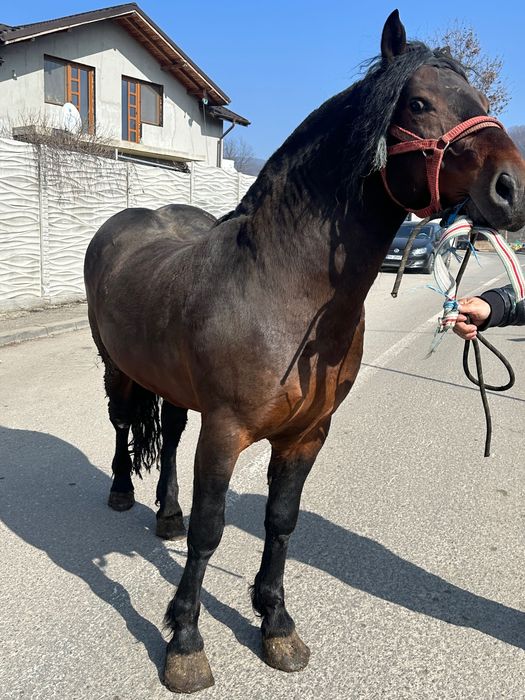 Armăsar de vânzare