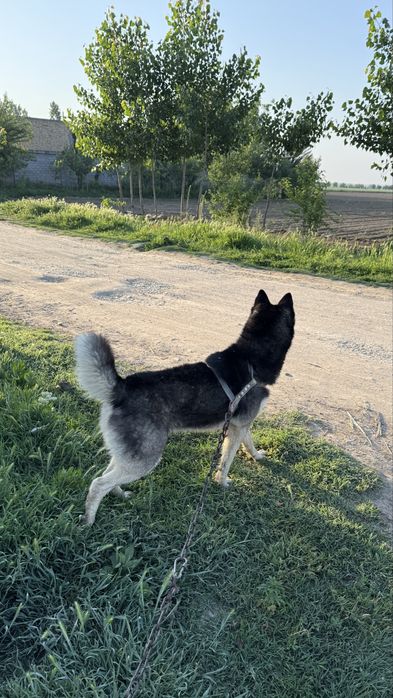 Сибир Хаски тоза зотли!