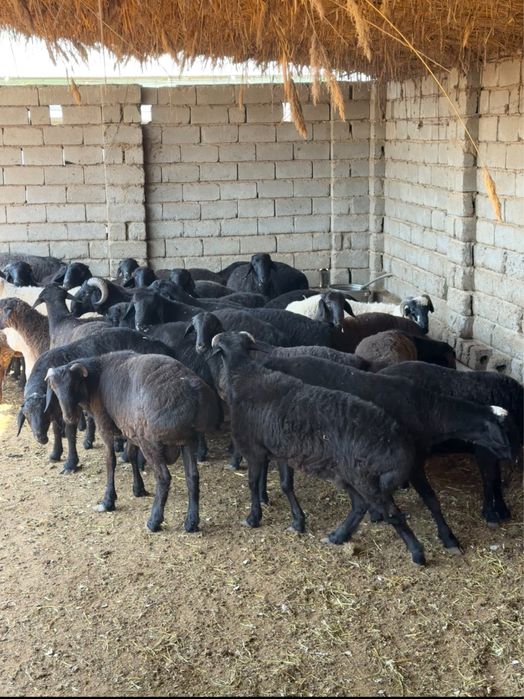 Qochqorlar sotiladi hammasi bir joyga 5mln 300 ming dan