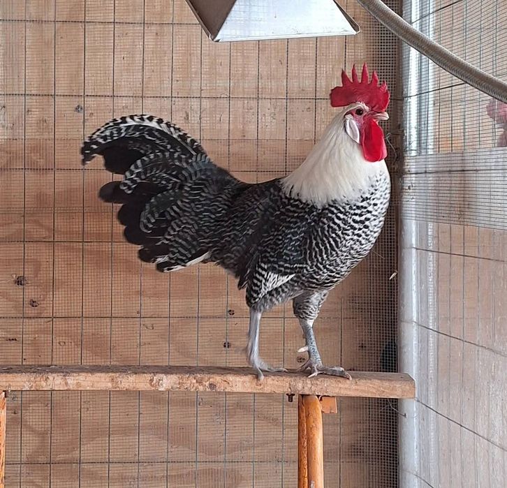 Бельгийская порода брекель серебристый