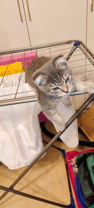 Вислоухие британские котята