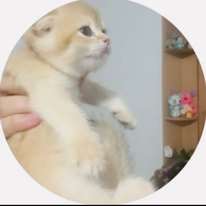 Котята золотая шиншилла