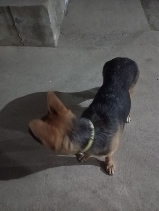 Nemis afcharkasi (1 yarim yosh)