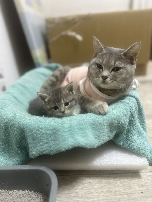 Продам британский кошку