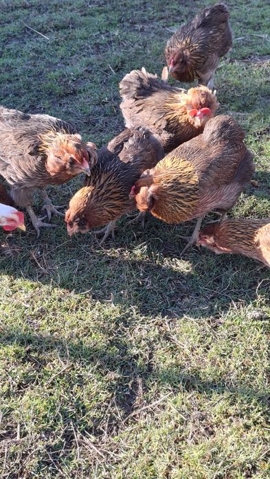 Pui araucana  . .