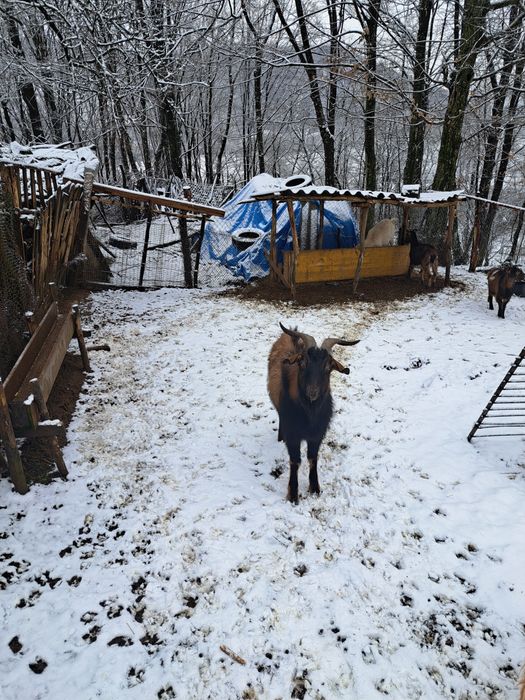 Vând țap anglo -nubian