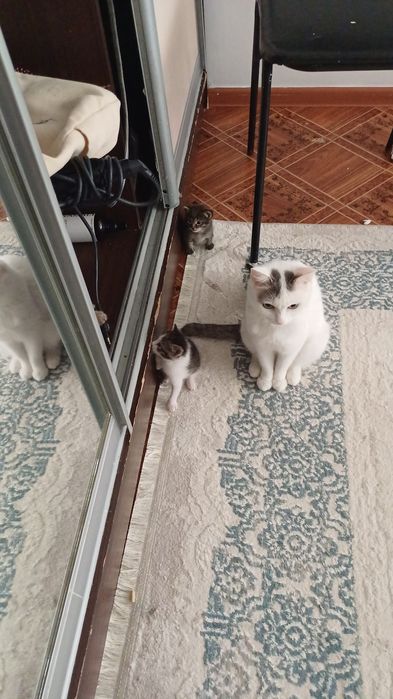 Котята в добрый руки