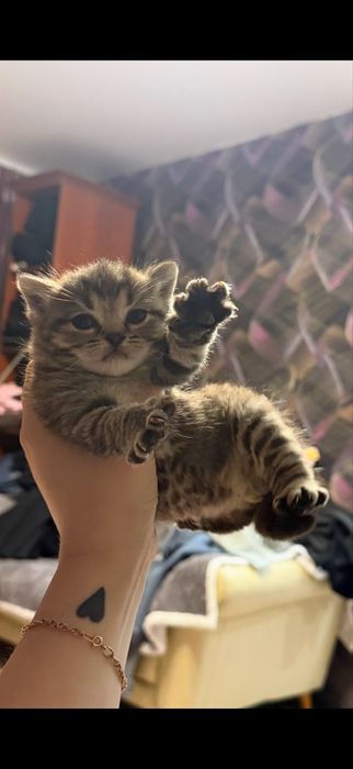 Шотландские котята