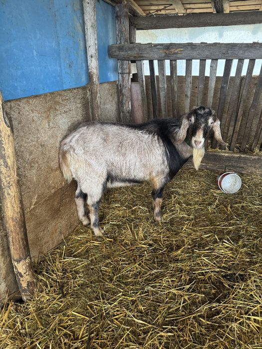 Vand tap foarte bun pentru monta