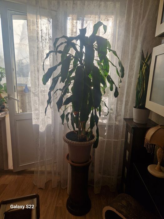 Драцена душистая.