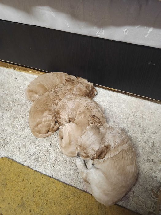 Кокерчета родени 28 .02