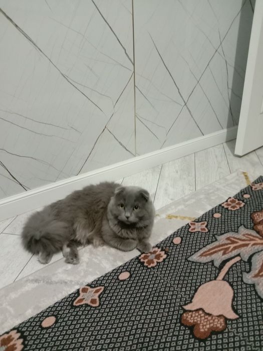 Үйдің мысығы парода басқа