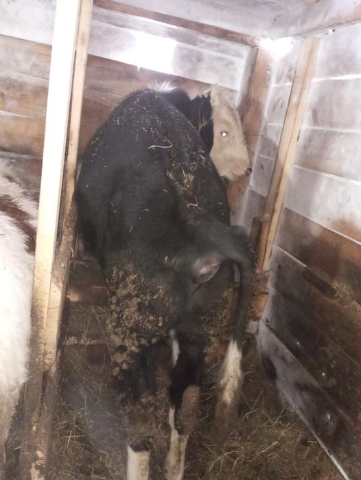 Продам бычков 4 шт