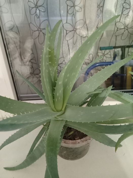 Продам  лечебное  алое