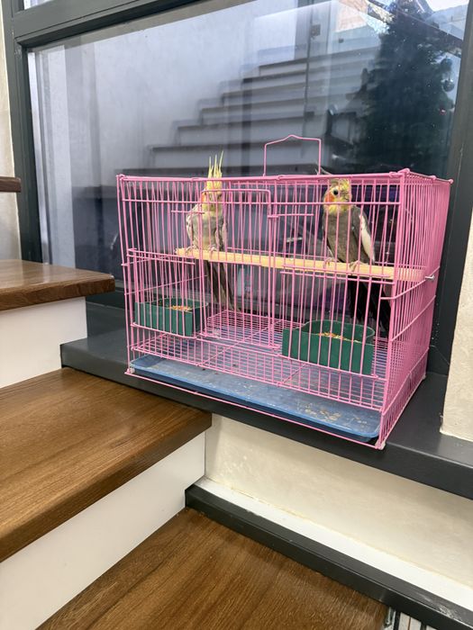 Продается попугай Карилла