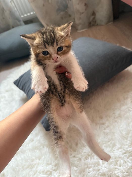 Котик пародистый