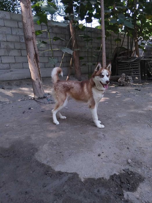 Xatiko 5oylik kuchuk sotiladi