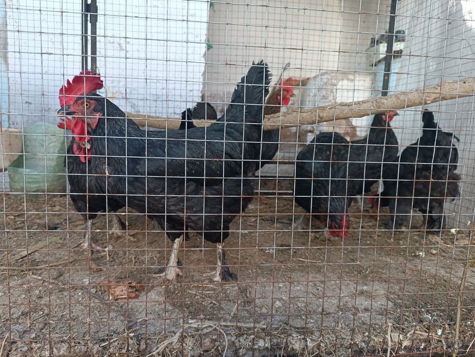 Кора товуклар хаммаси тухумга 8 та товук 1 та хуроз соглом