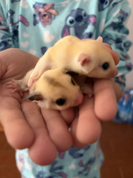 Veverita zburatoare/sugar glider/femela
