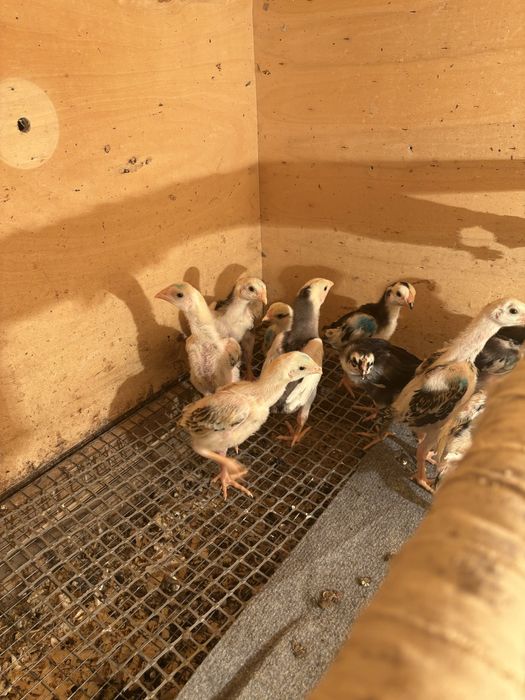 Продам цыплята шамо.