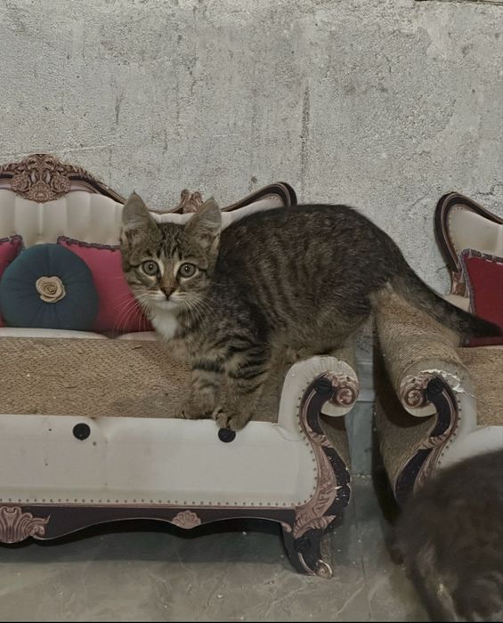 Котята ищут своих хозяев
