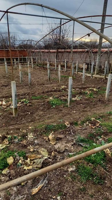 Три броя оранжерии