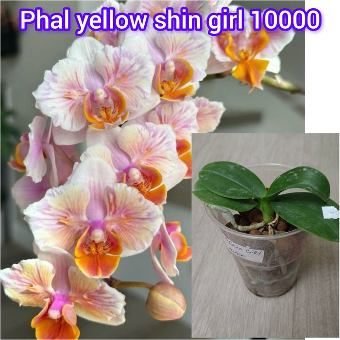 Орхидеи сортовые