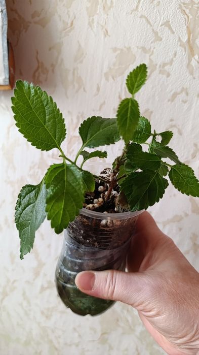 Лантана на фитиле