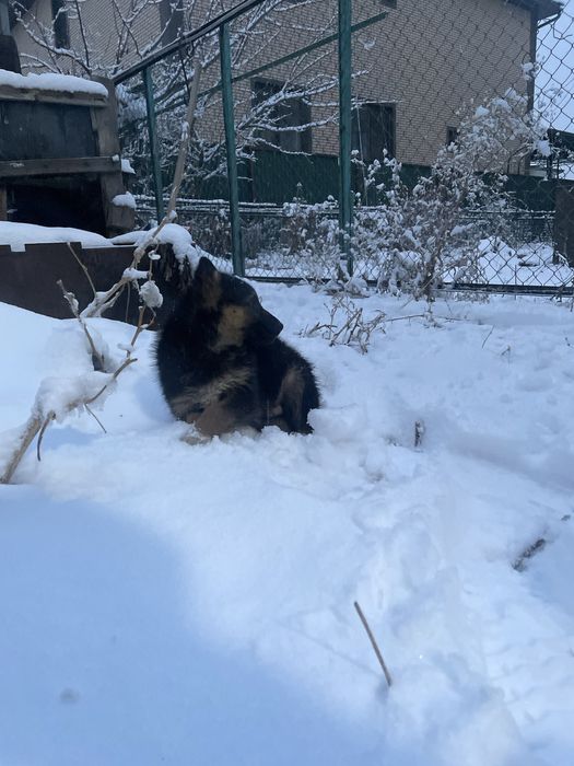 Щенок овчарки, немецкая овчарка