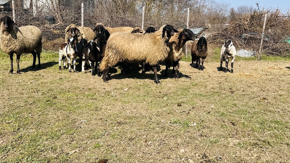 Oi carabase sarbesti