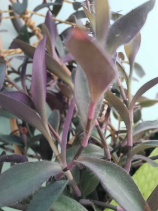 Традесканция - Пурпурно сърце на намалена цена -40лв., само за 50!!!