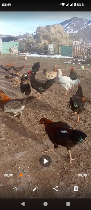 Куры петухи обмен дакан