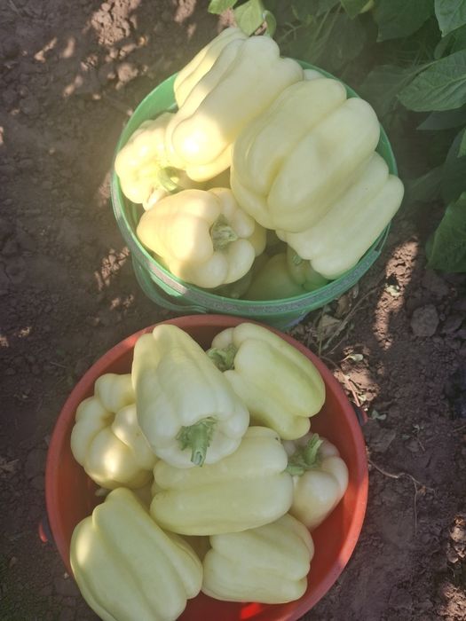 Ardei gras de vânzare.