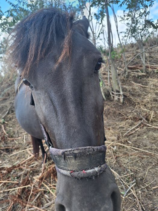 Vand iapa cu varsta de 3 ani cu manz
