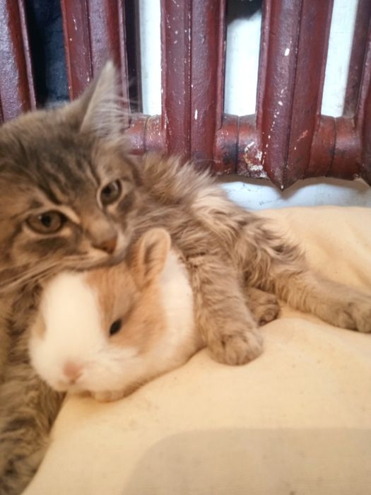 Кролики көжектер