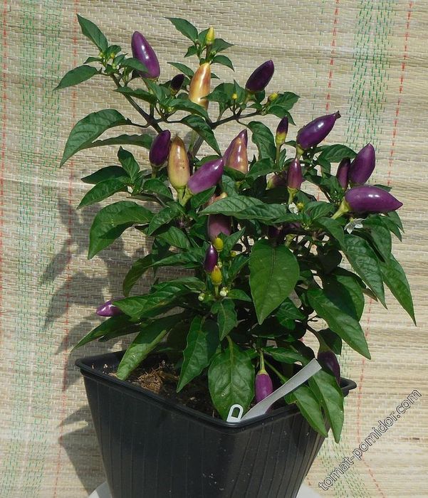 Декоративный перчик комнатный