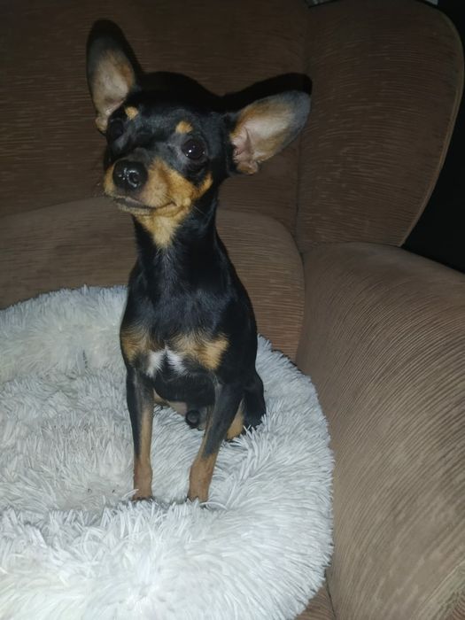 Вязка русский той терьер