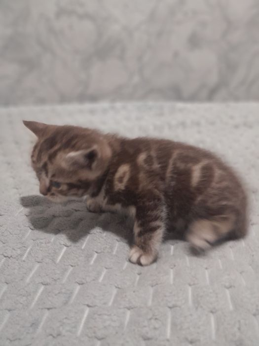 Продаются котята Британцы