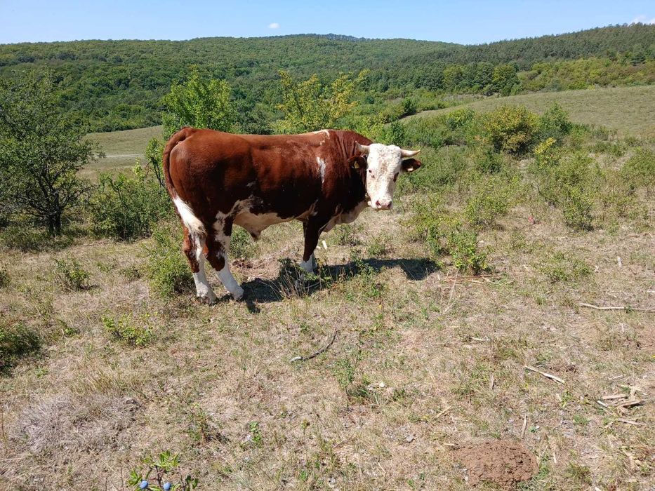 Vand, vaci, vitele, si taur