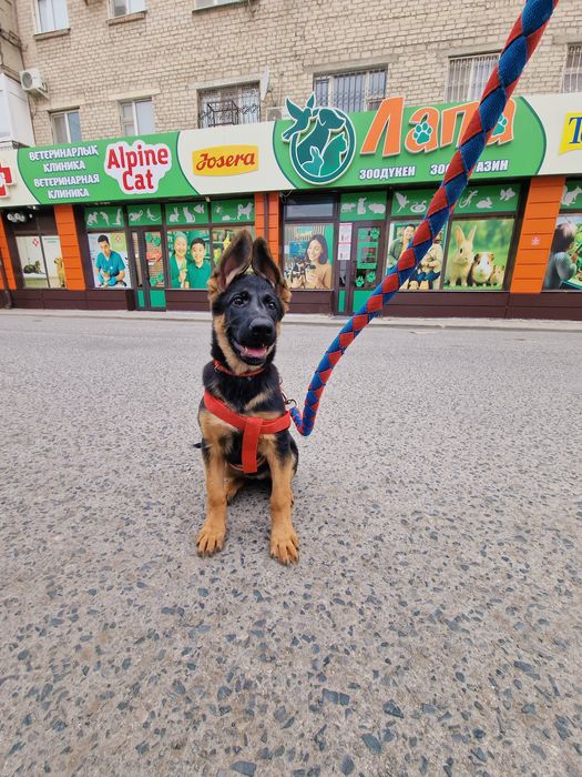 Щенок Немецкой овчарки