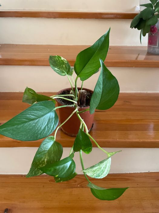 Сцинда́псус — род растений семейства Ароидные, лиана.