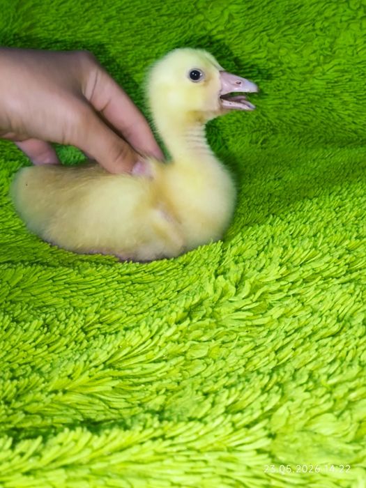 Продам недельных гусят