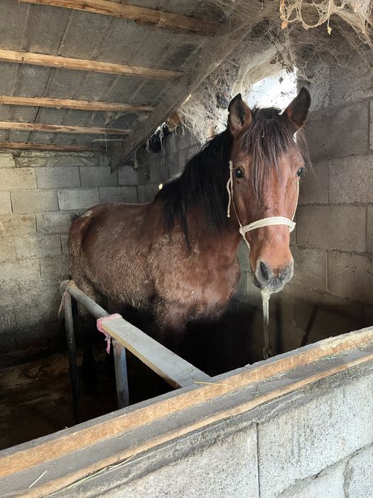 Кобыла   /   бие